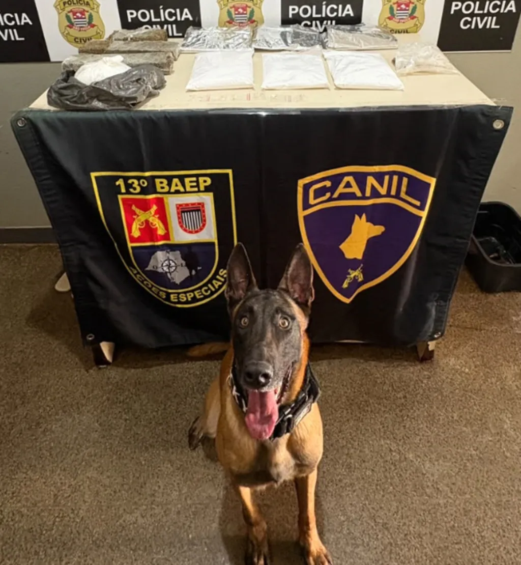 Cão posa sentado à frente dos símbolos da Polícia Civil, Militar e do Baep